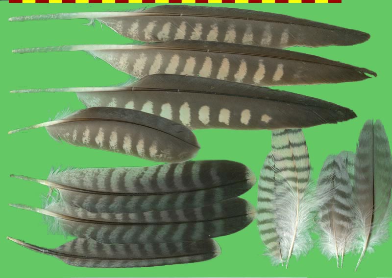 piuma falco pellegrino